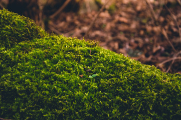 Green moss