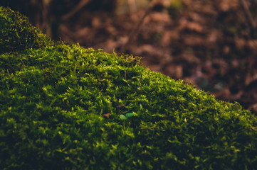 Close up green moss in forest