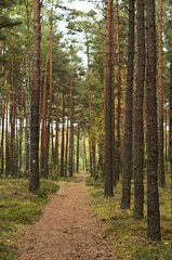 Road in wild forest