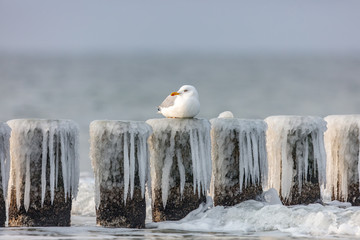 Naklejka premium Möwe auf buhnen
