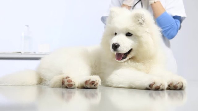 Veterinarian examining dog, uses stethoscope, on table in vet clinic