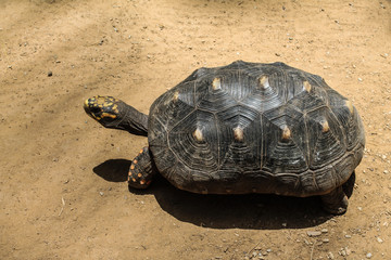 Tortoise from Venezuela