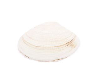 Sea shell isolated