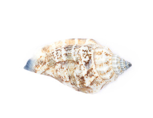 Sea shell isolated