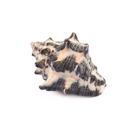 Sea shell isolated