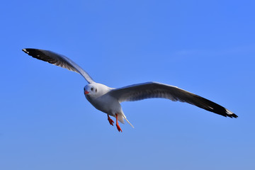 Seagull