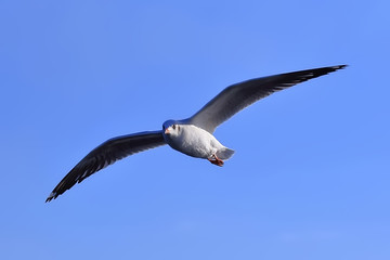Seagull