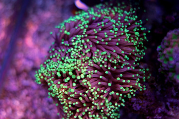 Naklejka premium Small Green tip Purple Euphyllia Torch Coral 
