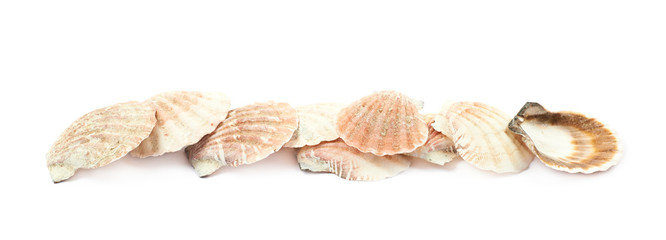 Line of sea shells isolated