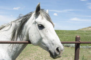 White Horse