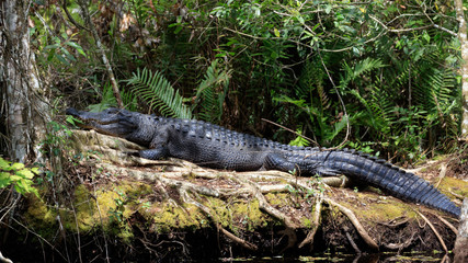 Alligator resting, arounded from bushes, Corkscrew Swamp Sanctuary, Florida, USA