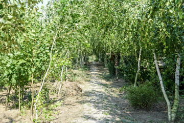 Birch Alley. Sidewalk path posters birch trees