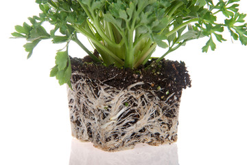 Naklejka premium Ranunculus flower, root bound. As plants grown in containers mature, their developing roots eventually will run out of space. When this happens, the plant becomes root-bound