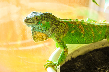 one green iguana lizard .reptile sit on indoor plant