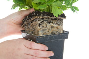 Ranunculus flower, root bound. As plants grown in containers mature, their developing roots...