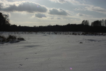 winter , forest and sky