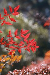 ナンテンの葉　早春