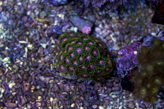 Zoanthids polyps coral in marine aquarium tank 