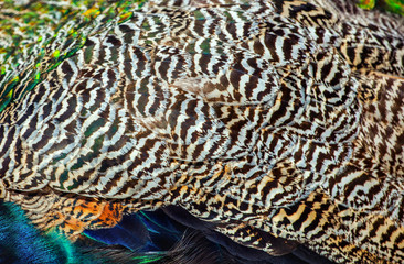Adult male peacock's tail. Feather close-up. Breeding birds on farms.