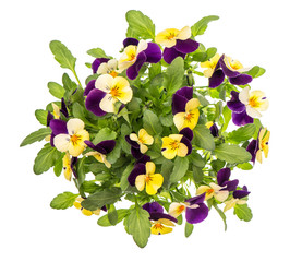 Pansy flowers top view white background spring viola