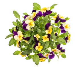 Cercles muraux Pansies Pansy flowers top view white background spring viola