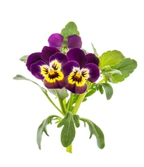Fototapete Pansies Stiefmütterchen isoliert weißer Hintergrund Frühling Viola
