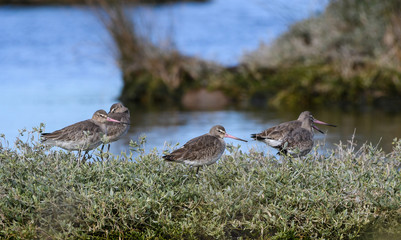 Black - tailed godwits resting on the high tide 