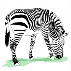 Fototapeta na wymiar Vector zebra illustration