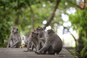 Balinese Long-Tailed Monkey. The Ubud Monkey Forest is a nature reserve and Hindu temple complex in Ubud, Bali, Indonesia. These monkeys are also called crab-eating macaques or long tailed macaques.