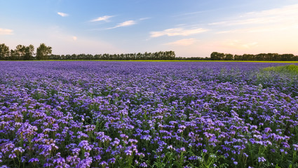 Purple flowers field on the sunset. Phacelia plantation. Honey plants. Beautiful countryside...