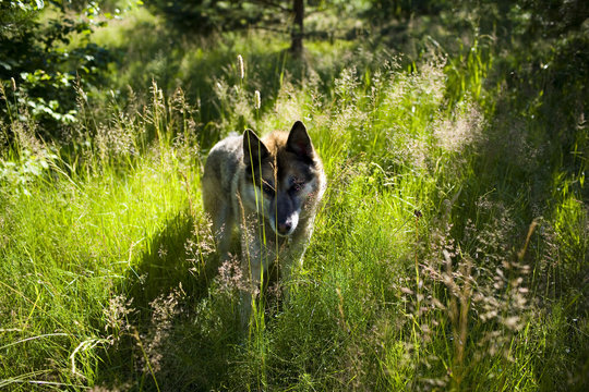 Portrait of an adult and a very intelligent dog on the nature. Mixed Shepherd and Husky