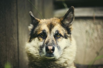 Portrait of an adult and a very intelligent dog on the nature. Mixed Shepherd and Husky