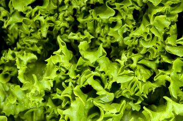 グリーンリーフ