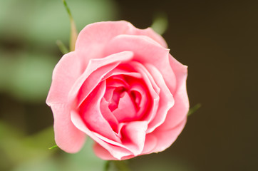 Pink rose flower blossom in a garden