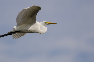White Great Egret Flying in a Blue Sky