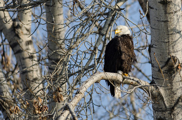 Bald Eagle Perched High in the Winter Tree