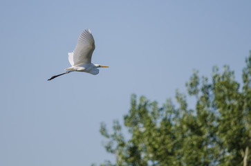 Great Egret Flying in a Blue Sky