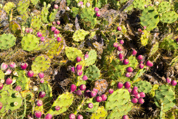 Red prickly pear cactus fruits
