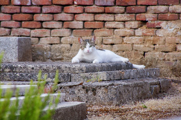 Gato de cementerio