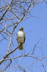 Red-tailed Hawk perched
