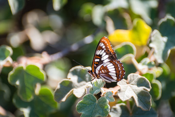 An Admiral butterfly rests on a patch of green leaves.