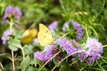 California dogface butterfly on purple thistle.