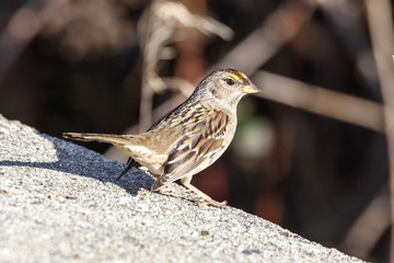 Golden-crowned sparrow