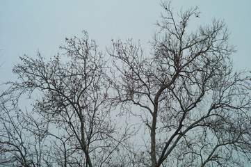 Fototapeta na wymiar Depressing scene of barren trees and a cloudy sky