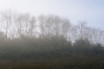 Trees in fog at the Memorial Waterfront Park in Mount Pleasant,