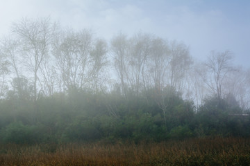 Trees in fog at the Memorial Waterfront Park in Mount Pleasant,