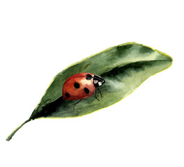 Watercolor ladybug with leaf. Nature card with ladybird. Insect illustration isolated on white background. For design or print
