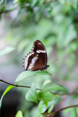 Obraz na płótnie Canvas Closeup butterfly
