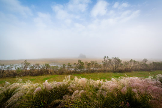 Wetland Along The Cooper River At The Memorial Waterfront Park I