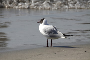 Common Black.headed Gull